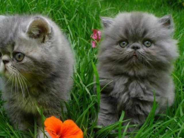 Два пепельно-серых кошачьих котенка стоят на зеленой траве котенка