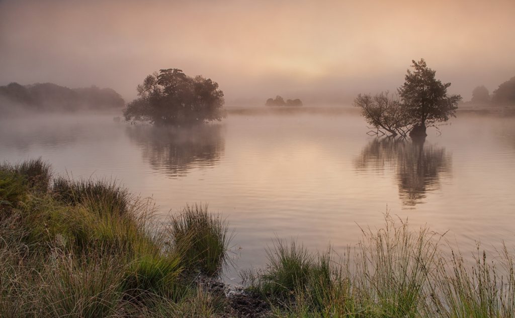 Утро, туман, озеро, деревья обои скачать