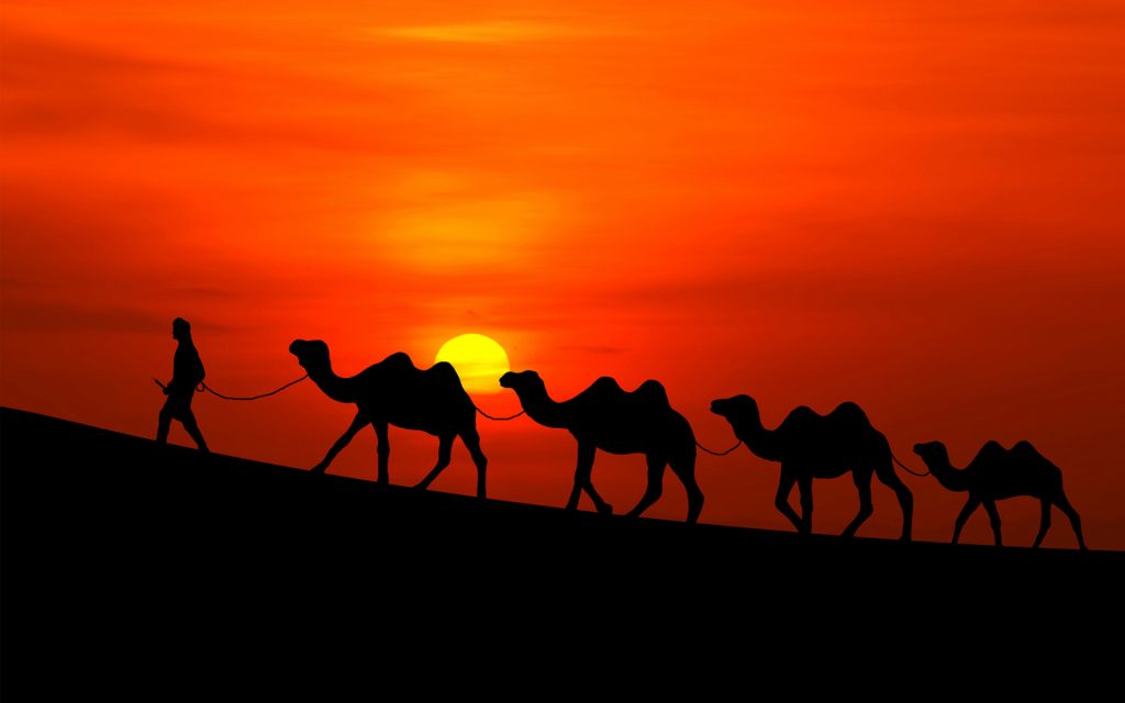 Аравийские верблюды, закат. обои скачать