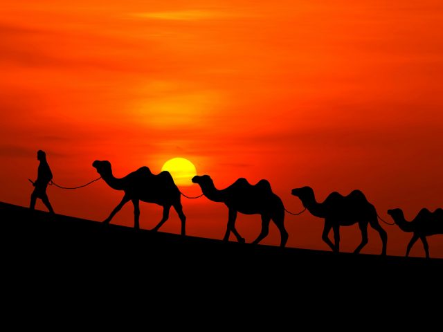 Аравийские верблюды, закат.