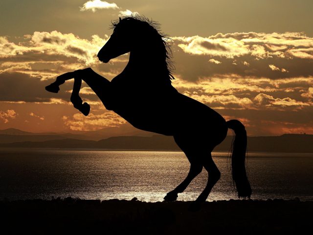 Лошадь закат море световые отражения