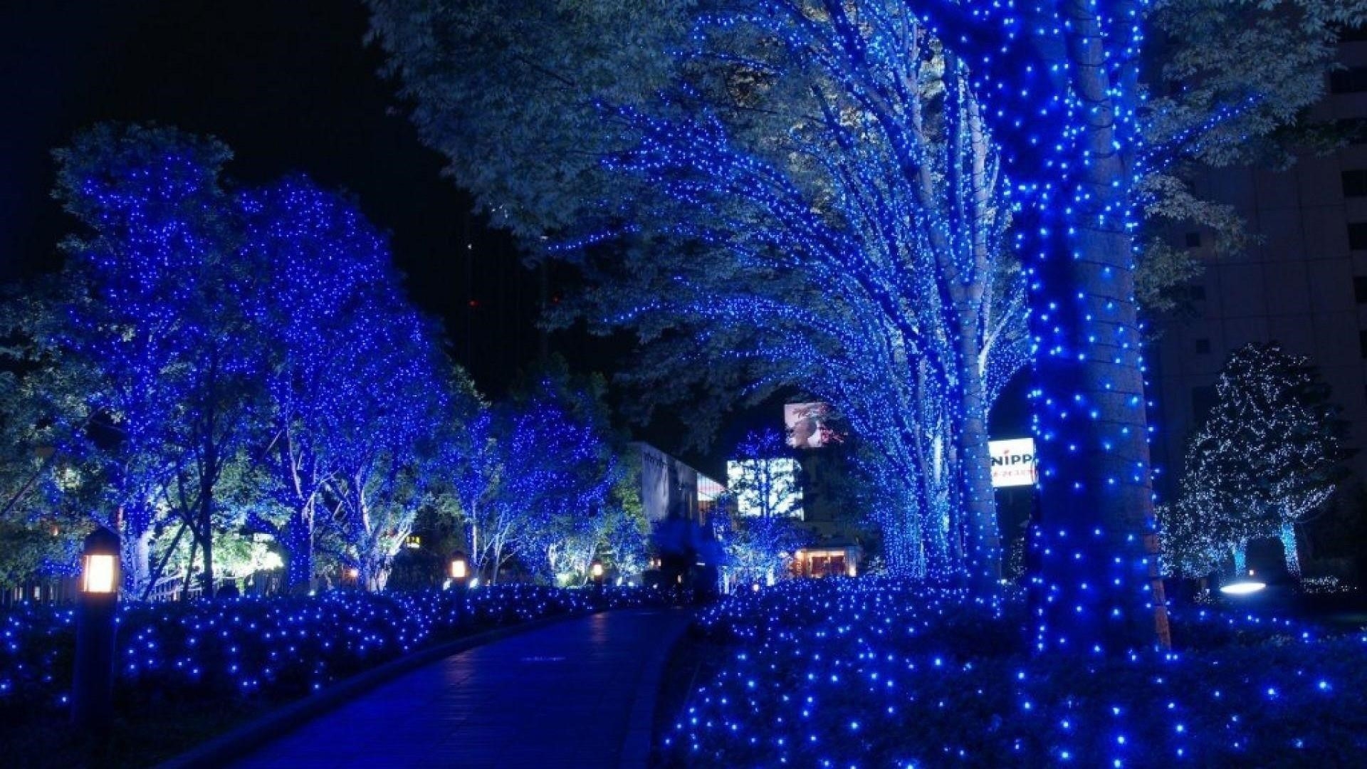 Прохладные синие огни украшали деревья парка во время ночной природы обои скачать