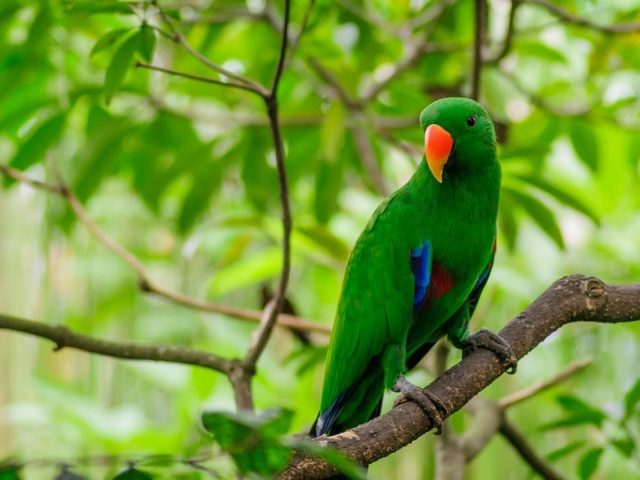 Зеленый попугай на ветке дерева в зеленых листьях фоновые животные