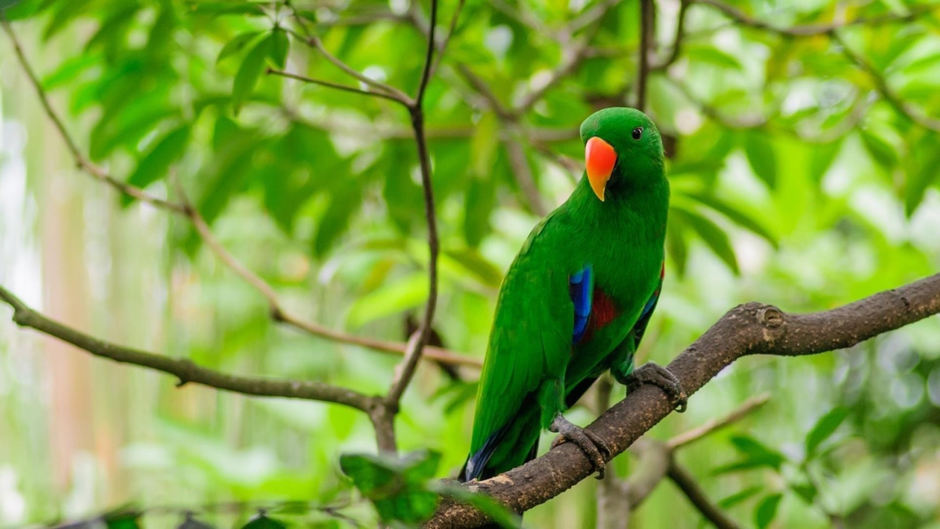 Зеленый попугай на ветке дерева в зеленых листьях фоновые животные обои скачать