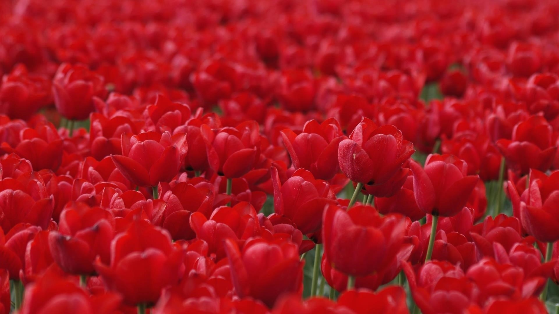 Красные цветы тюльпана полевые цветы на синем фоне обои скачать
