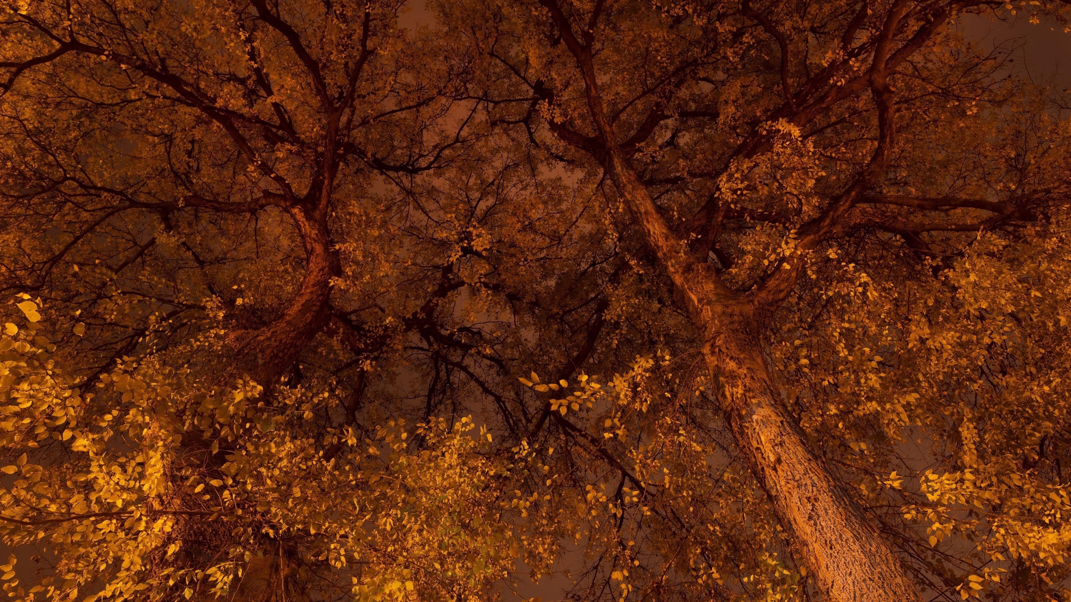 Вид сверху на деревья с желтыми листьями во время осенней природы обои скачать