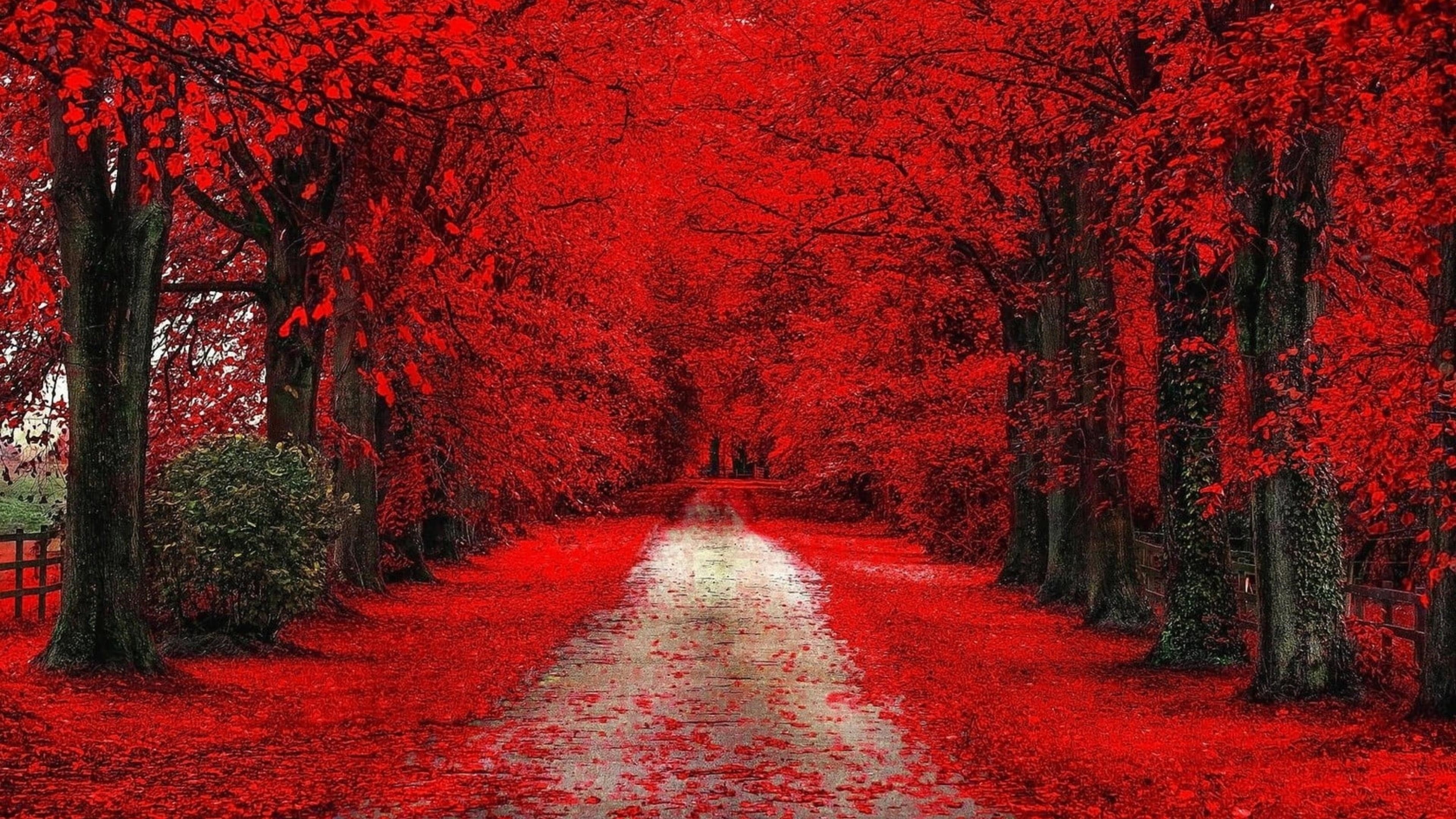 Осенние листья на дороге между красными вишнями цветут в дневное время природа обои скачать