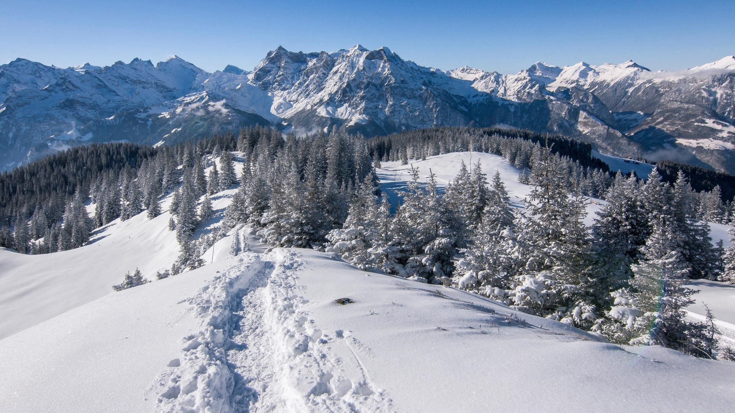 Заснеженные сосны и горы в Альпах Швейцария природа обои скачать