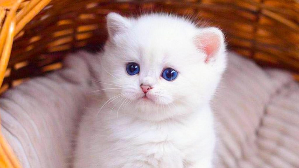Голубые глаза белый меховой кот котенок внутри бамбуковой корзины котенок обои скачать