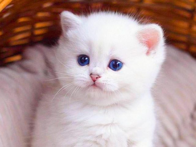 Голубые глаза белый меховой кот котенок внутри бамбуковой корзины котенок
