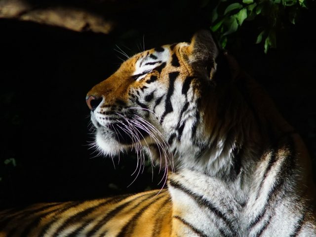 Животное Тигр 1 животные