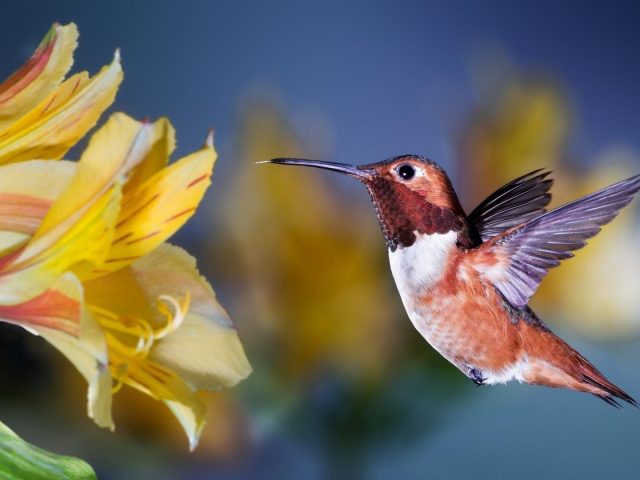 Коричневый острый нос колибри парящие птицы