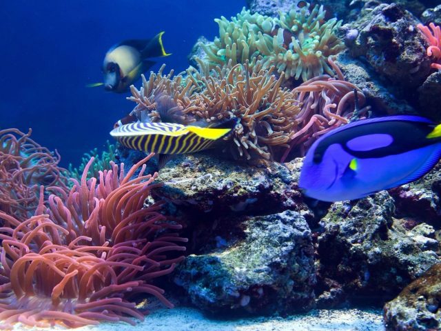 Желто синий косяк рыб возле коралловых рифов животные