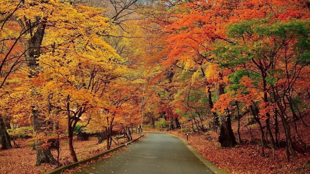 Красивая дорога между красочными осенними деревьями лесные фоновые пейзажи обои скачать