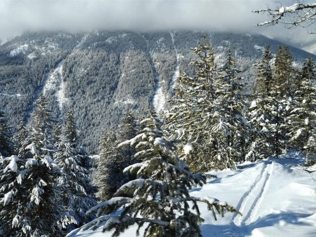 Пихтовый лес, горы, дерево, снег зимой Зимой