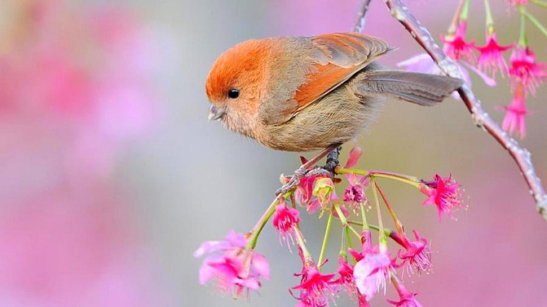 Красивая маленькая оранжево коричневая птичка на ветке дерева с цветами птички обои скачать