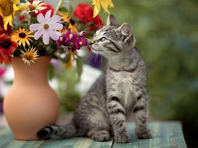 Ребенок животное кошка цветок котенок домашнее животное кошка