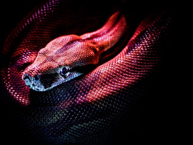 Змея рептилия Красная