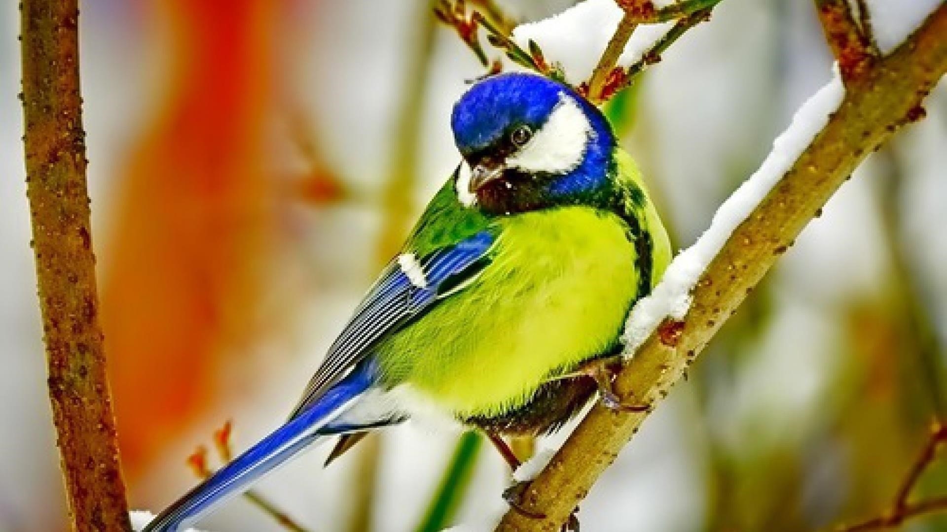 Зелено голубая красивая птица на заснеженной ветке дерева животные обои скачать