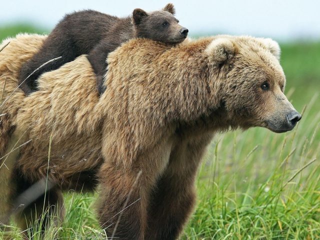 Верхом на спине медведя