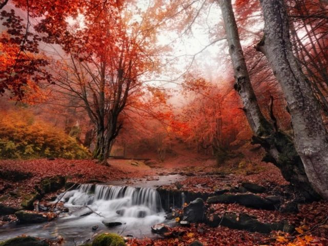 Ручей осень в тумане лесная природа