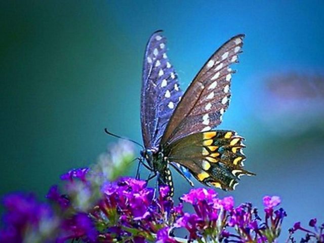 Желто-черная бабочка на фиолетовых цветах на синем фоне бабочка