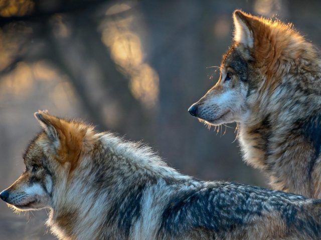 Два коричневых и белых волка стоят и смотрят в одну сторону на фоне голубого пепла животных