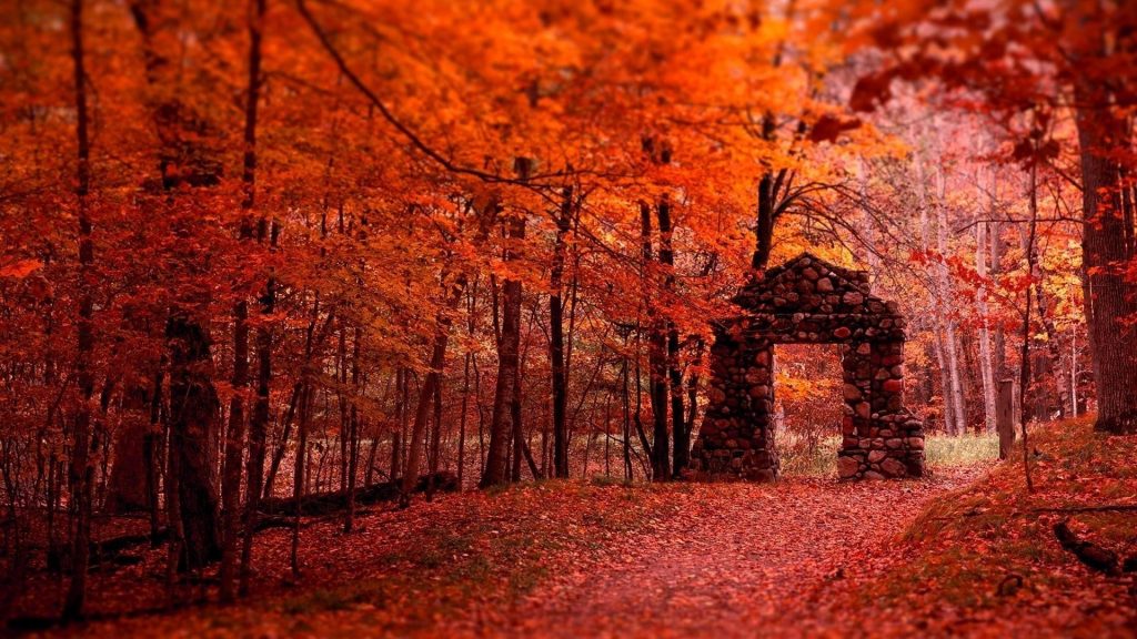 Камни вход красивые красные листья осенние ветви деревьев лесной фон природа обои скачать