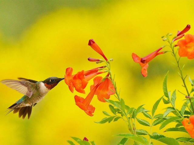 Колибри парит и пьет из цветочных животных