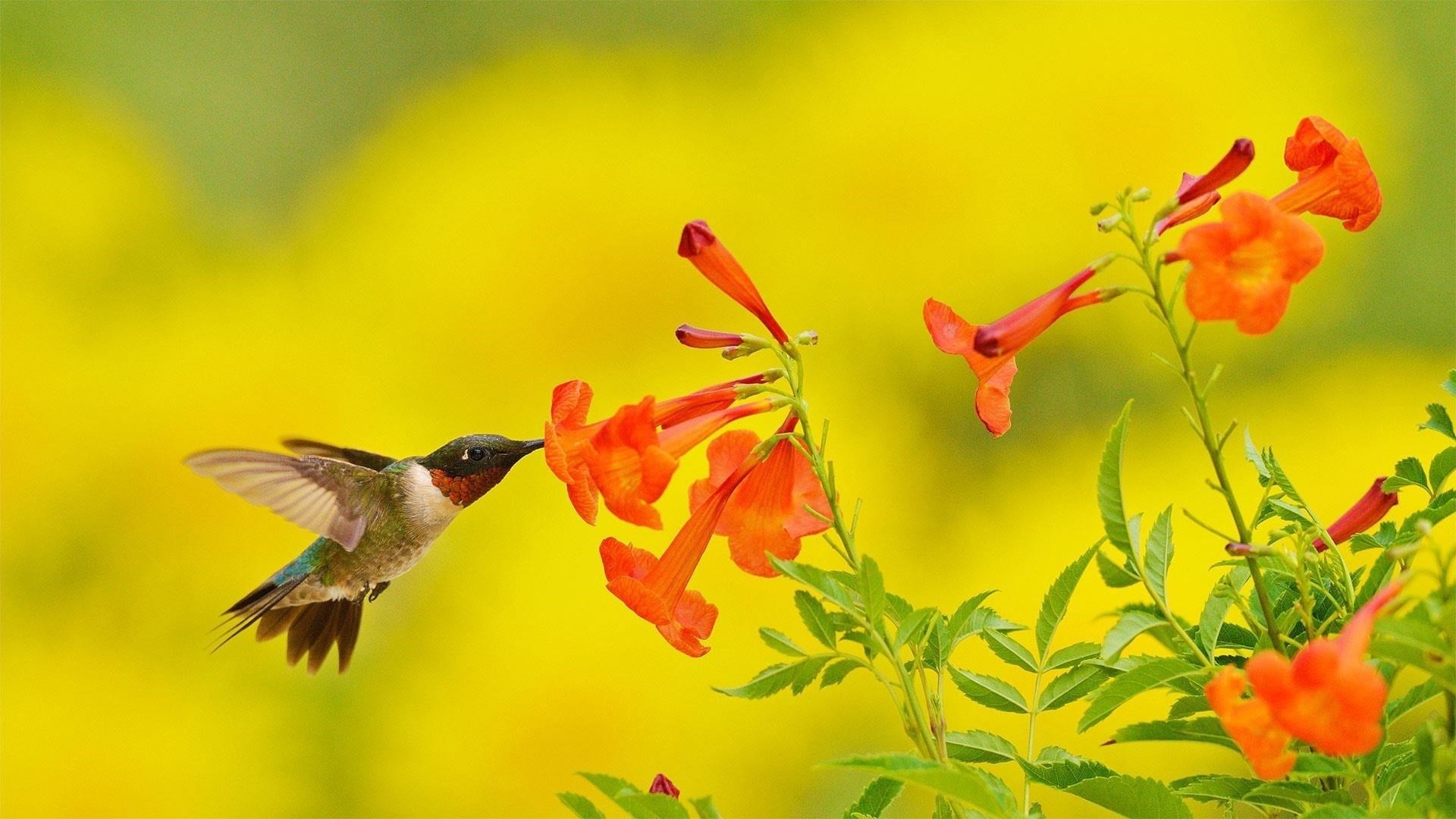 Колибри парит и пьет из цветочных животных обои скачать