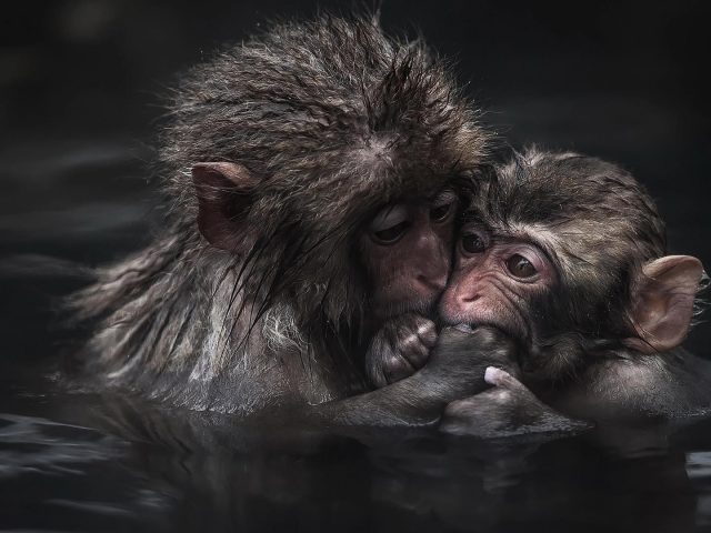 Две обезьяны находятся на водоеме в крупным планом фотографии животных