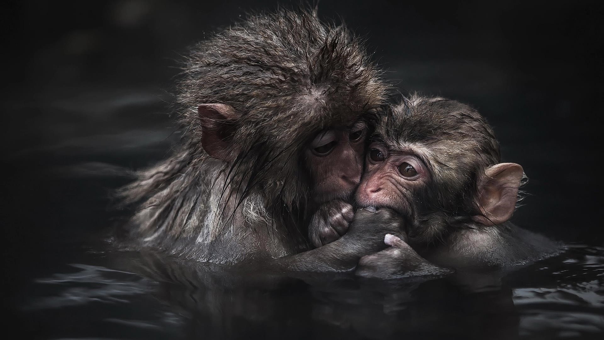 Две обезьяны находятся на водоеме в крупным планом фотографии животных обои скачать