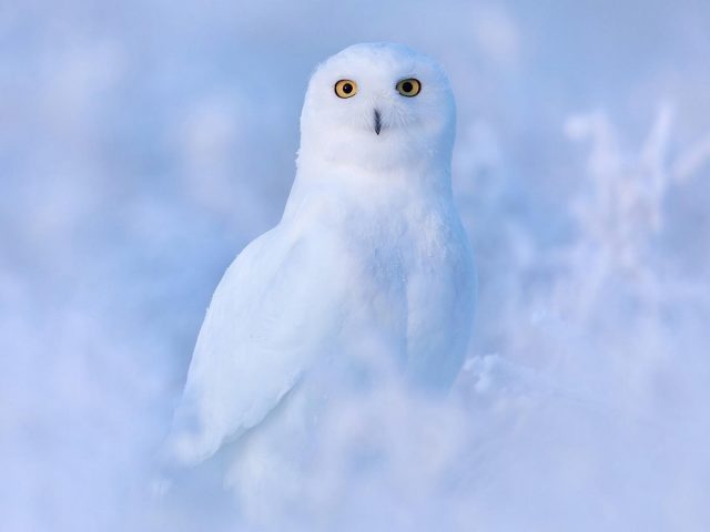 Желтые глаза белая сова птица на фоне снежного поля сова