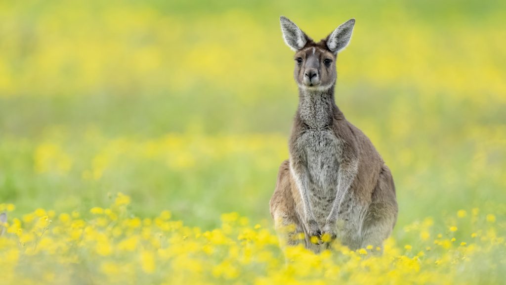 Кенгуру стоит на желто-зеленом синем фоне кенгуру обои скачать