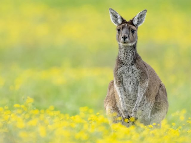 Кенгуру стоит на желто-зеленом синем фоне кенгуру