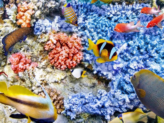 Красочный косяк рыб возле голубых коралловых рифов животные