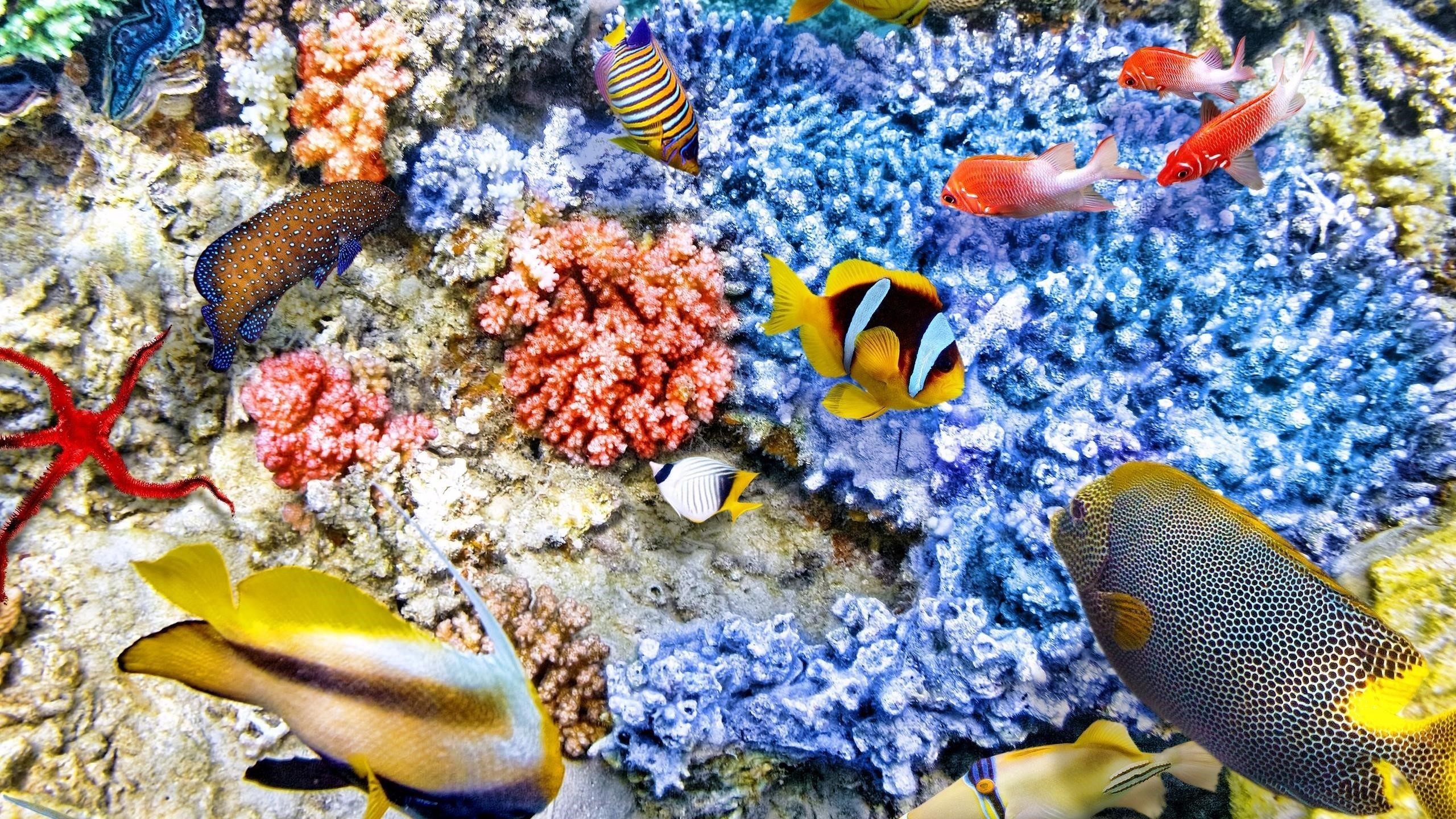 Красочный косяк рыб возле голубых коралловых рифов животные обои скачать