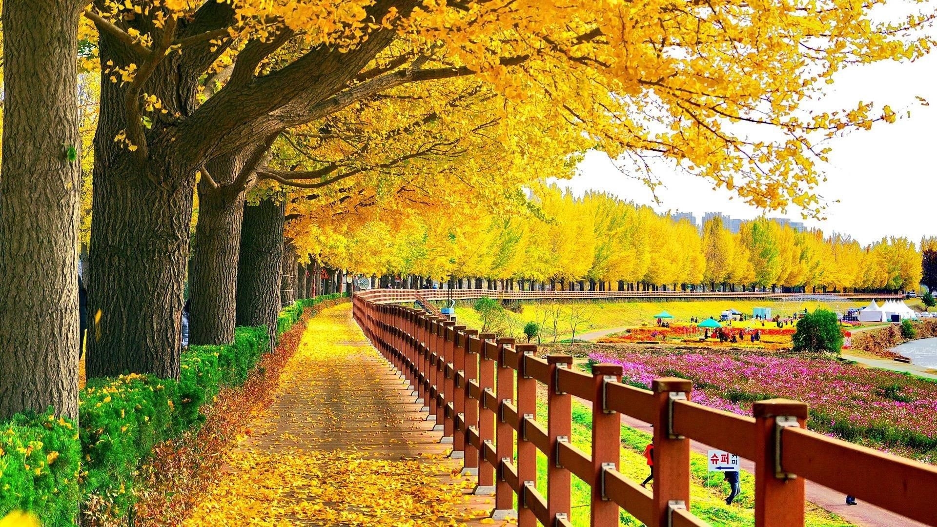 Желто-зеленые осенние листья деревья весеннее цветение деревянный забор осень обои скачать