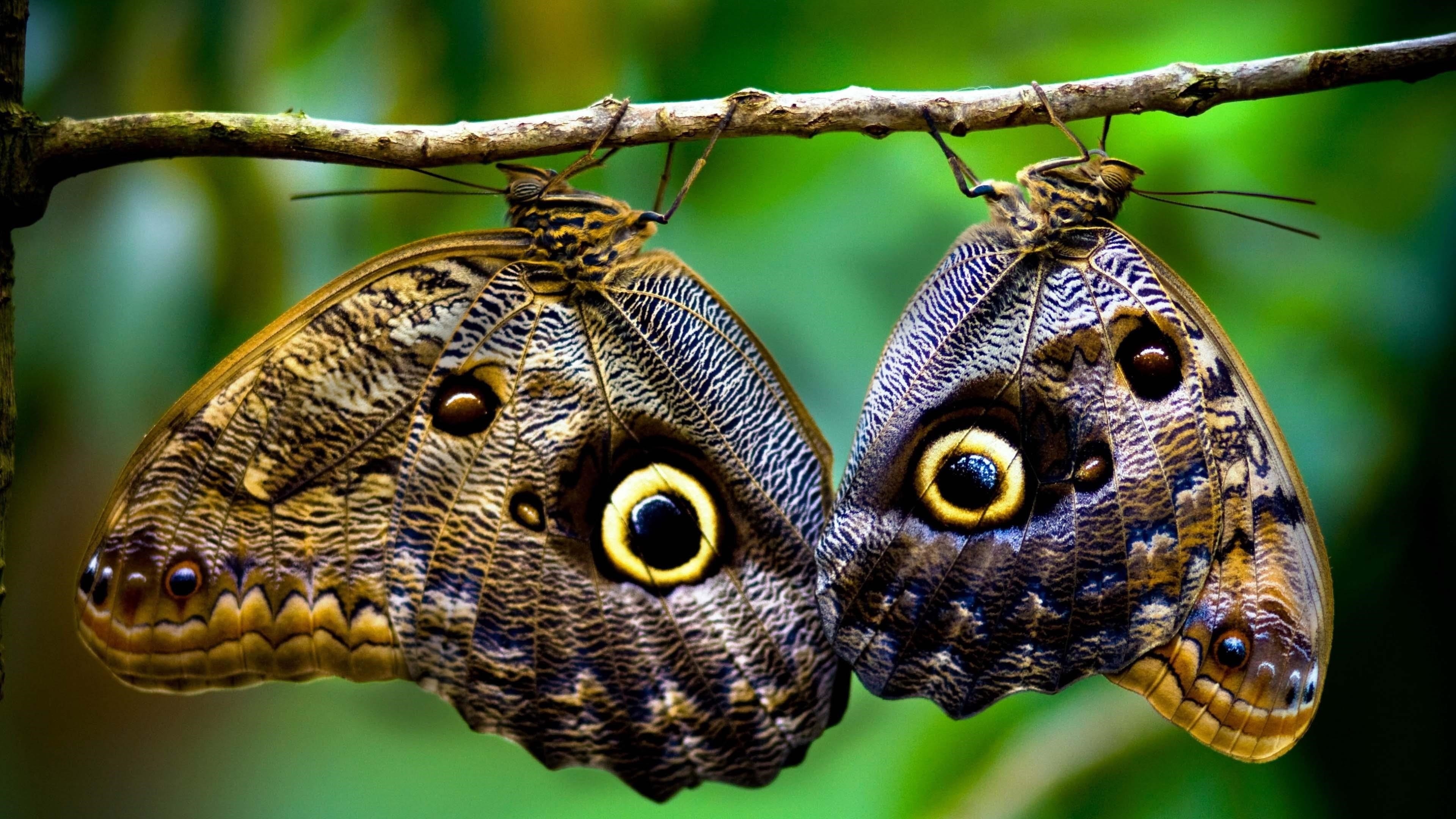 Две коричневые и бежевые бабочки на веточке с отпечатками глаз животных обои скачать