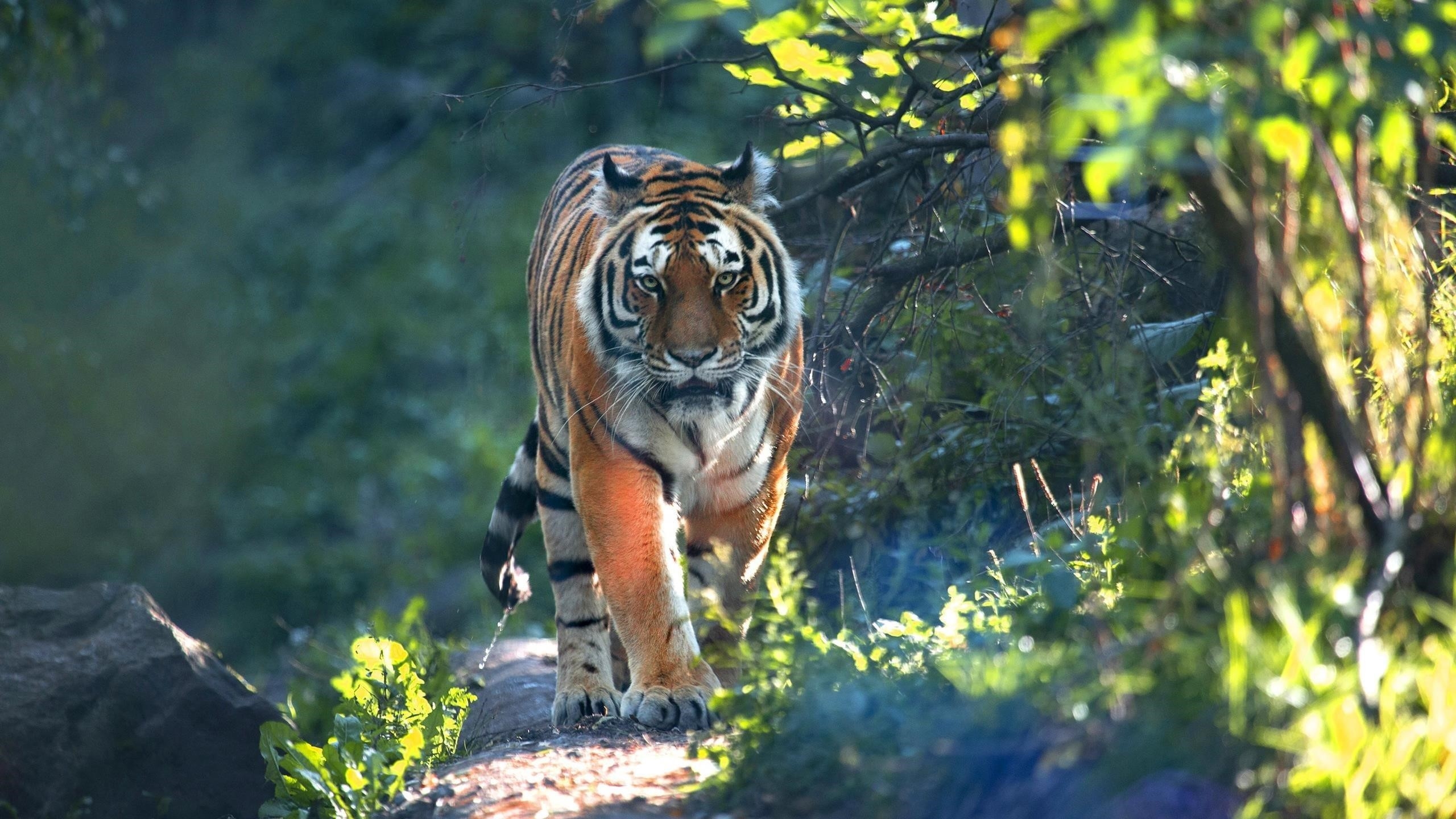 Тигр идет по тропинке между зелеными растениями с солнечными лучами тигр обои скачать