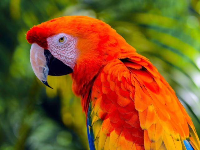 Синий оранжевый желтый с острым носом попугай на зеленом синем фоне животные