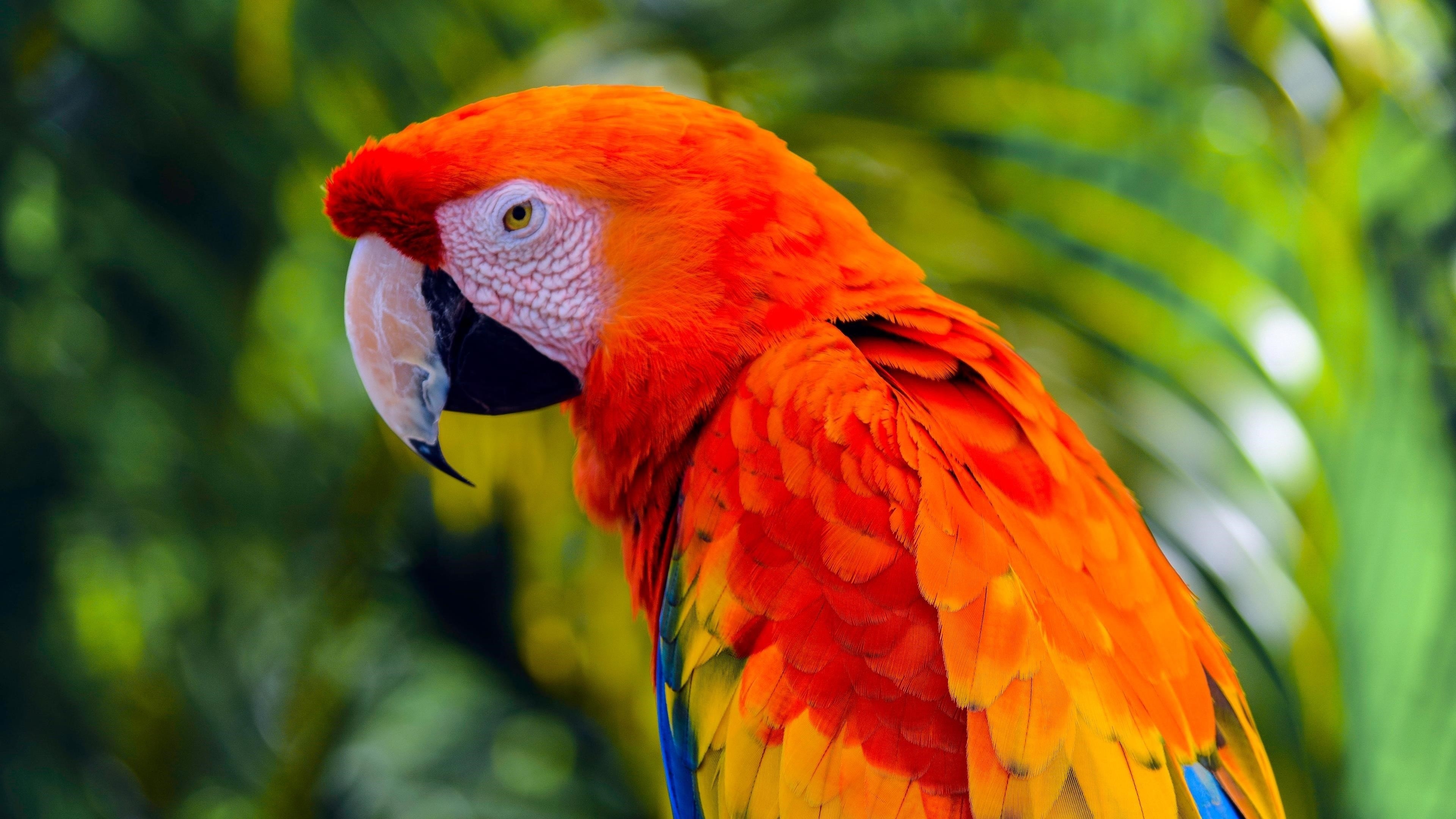 Синий оранжевый желтый с острым носом попугай на зеленом синем фоне животные обои скачать