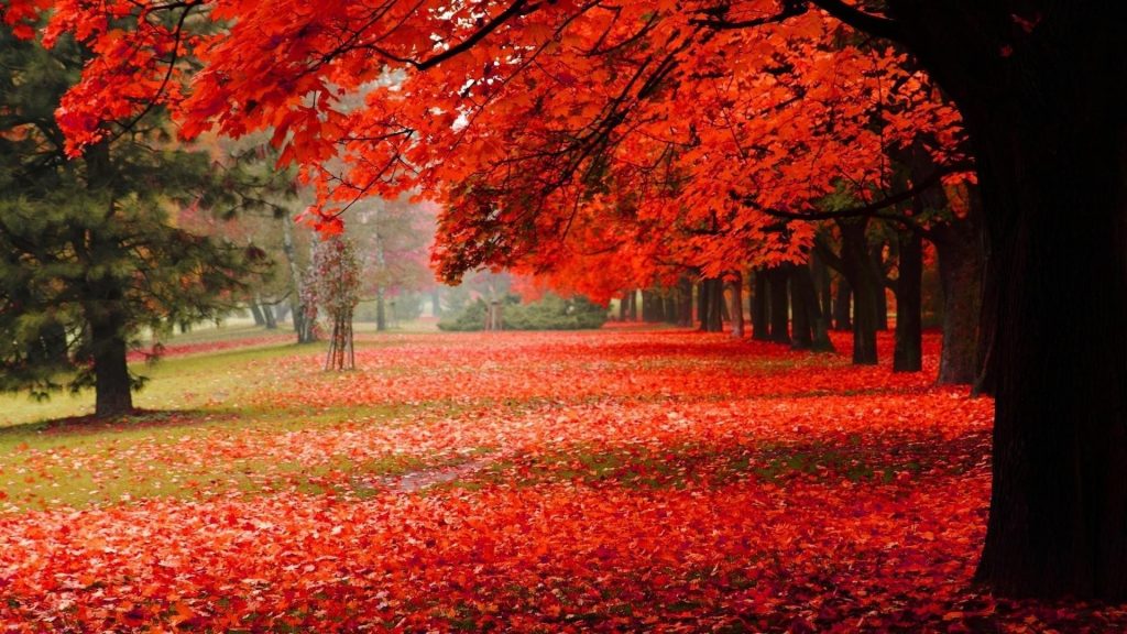 Красная осень весна лиственные деревья сухие листья на земле сад природа обои скачать