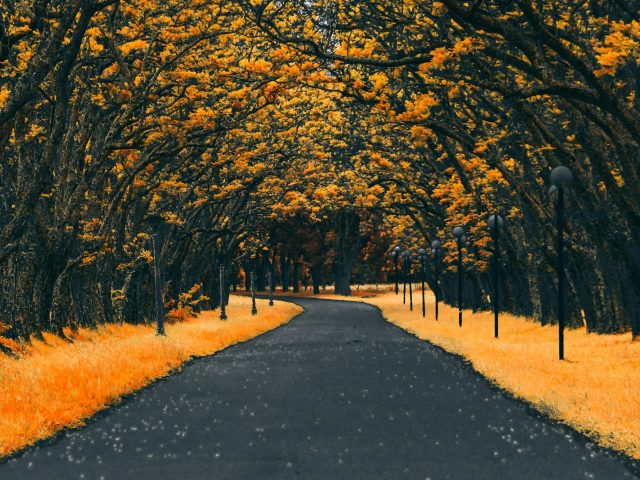 Дорога между желтыми осенними деревьями природа