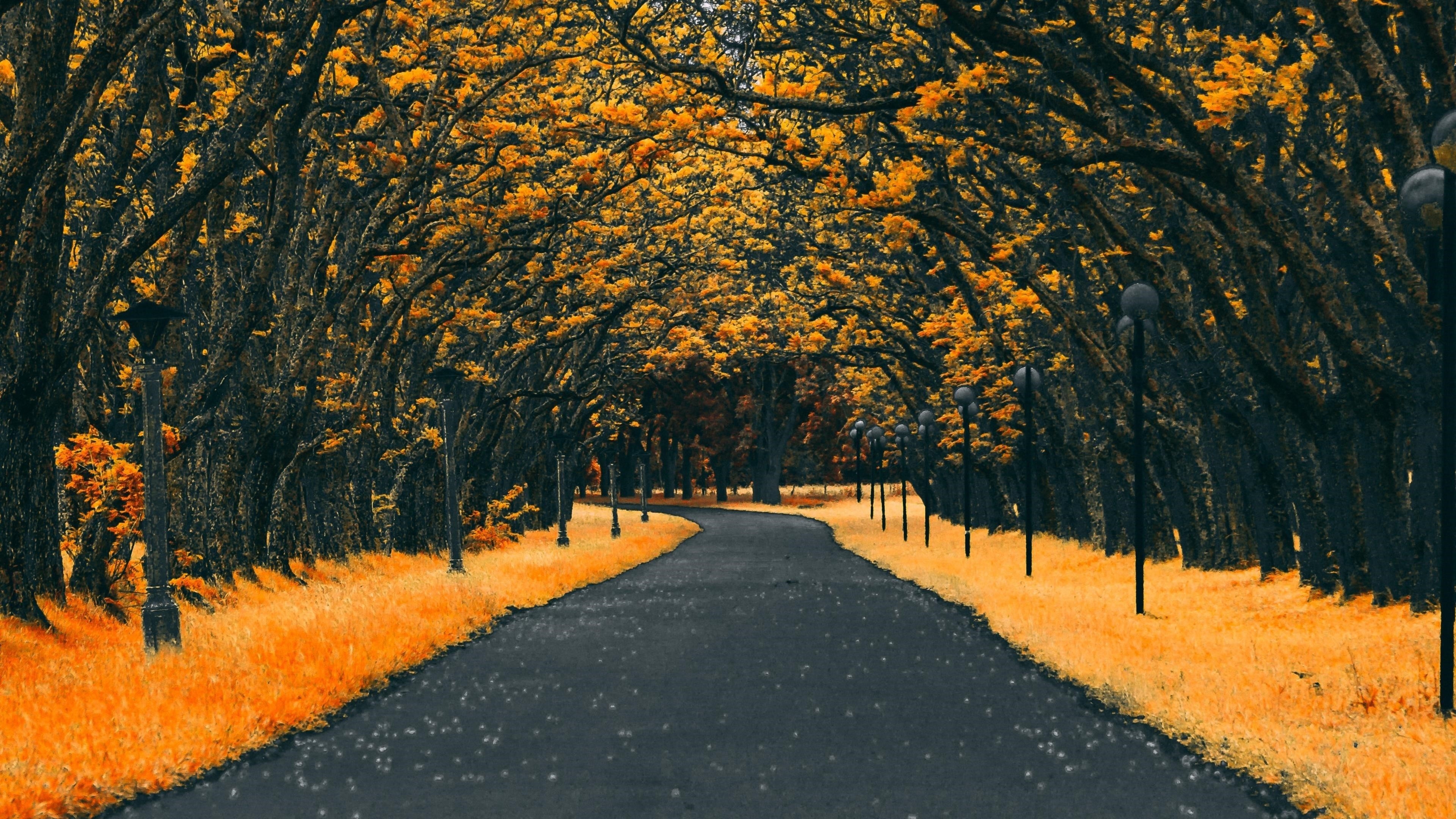 Дорога между желтыми осенними деревьями природа обои скачать