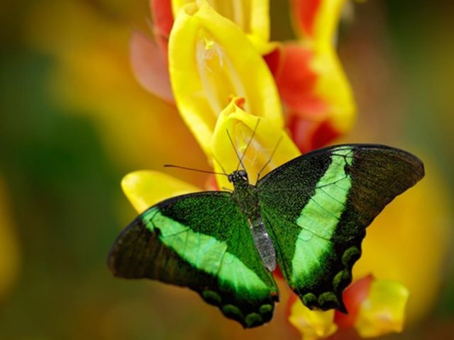 Зеленая черная бабочка на желтом цветке бабочка