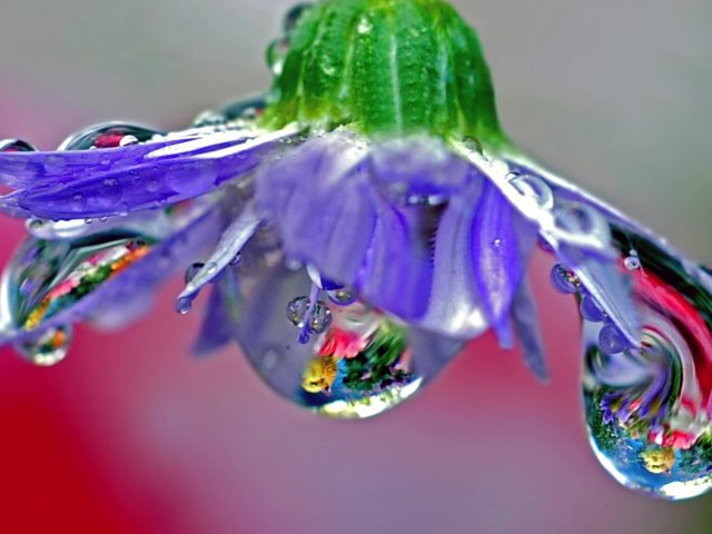 Макрос фиолетового цветка с каплями воды выдувное стекло