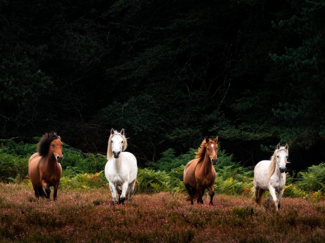 Четыре бело-коричневые лошади бегут по полю розовых цветов на фоне зеленых деревьев лошадь