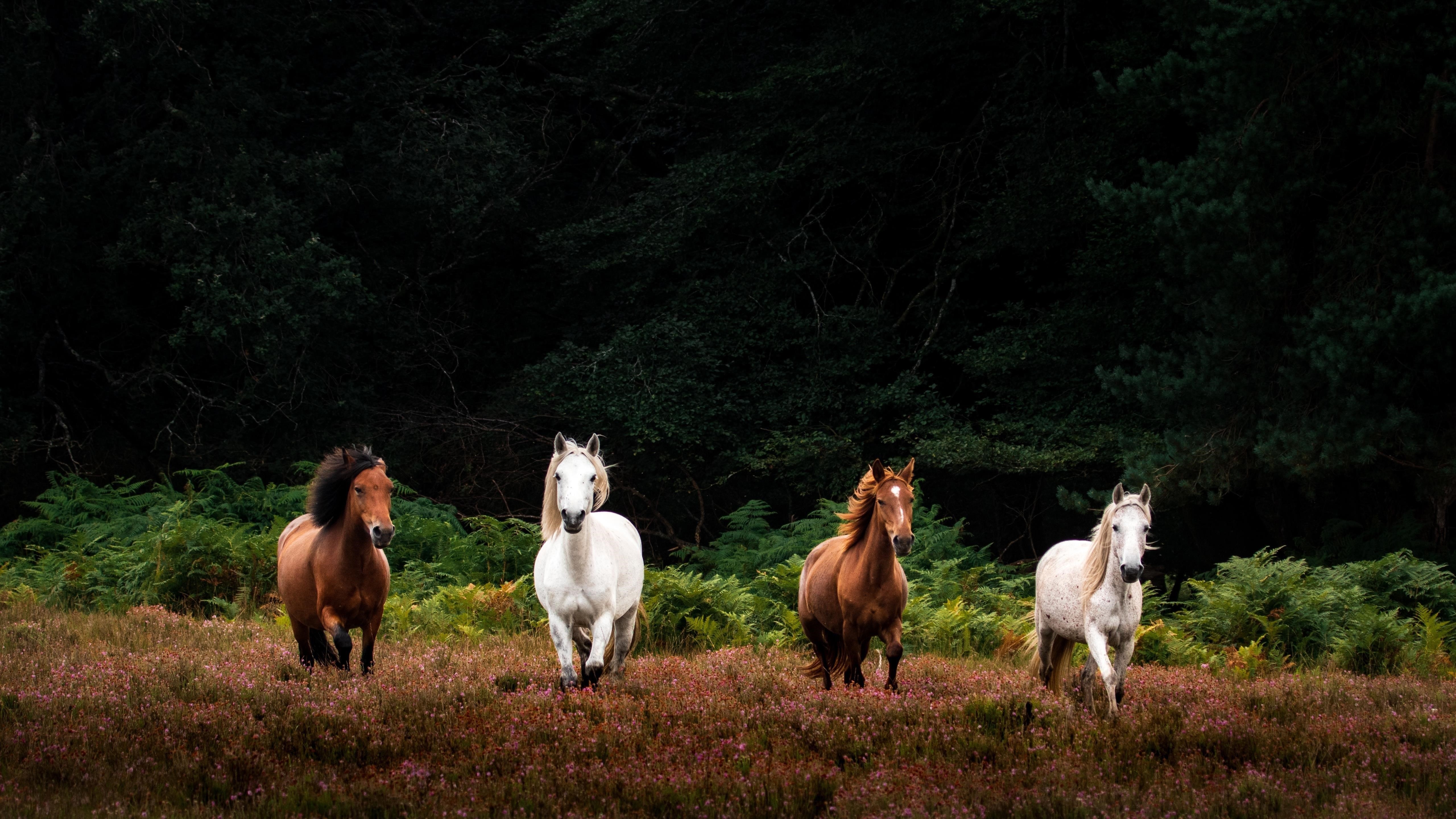 Четыре бело-коричневые лошади бегут по полю розовых цветов на фоне зеленых деревьев лошадь обои скачать
