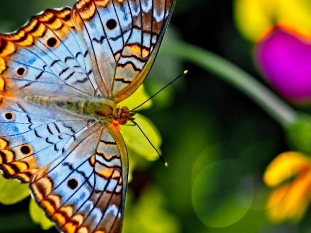 Светло-голубая черно-оранжевая дизайнерская бабочка на сине-зеленом фоне бабочка